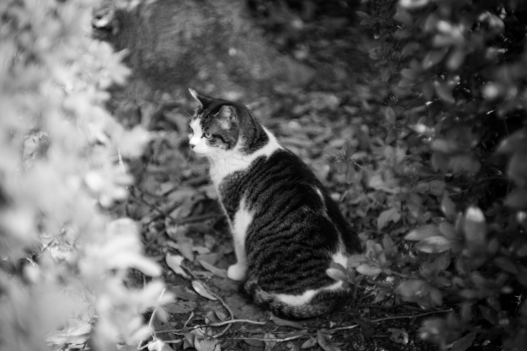 leica hektor 7.3cm f1.9 ヘクトール 73mm saioo（Leitz Hektor